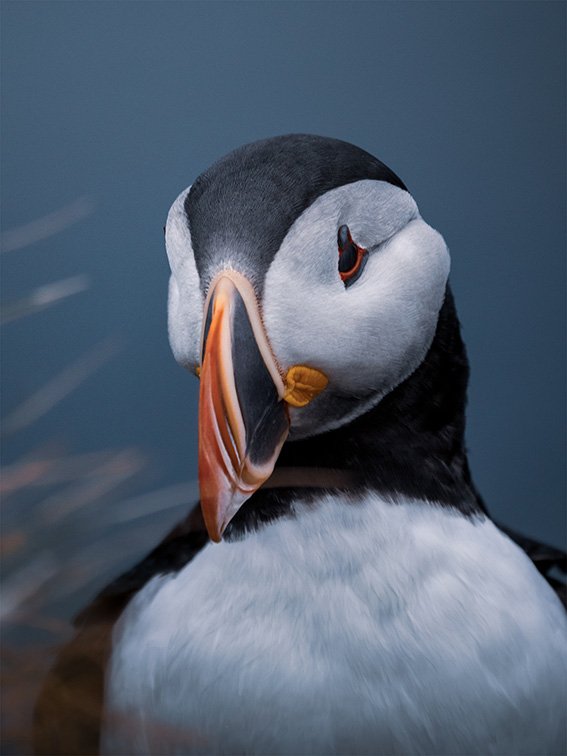1664538929 fran ois mille france entry open competition natural world wildlife sony world photography awards 2023 sony dünya fotoğrafçılık Ödülleri 2023 8