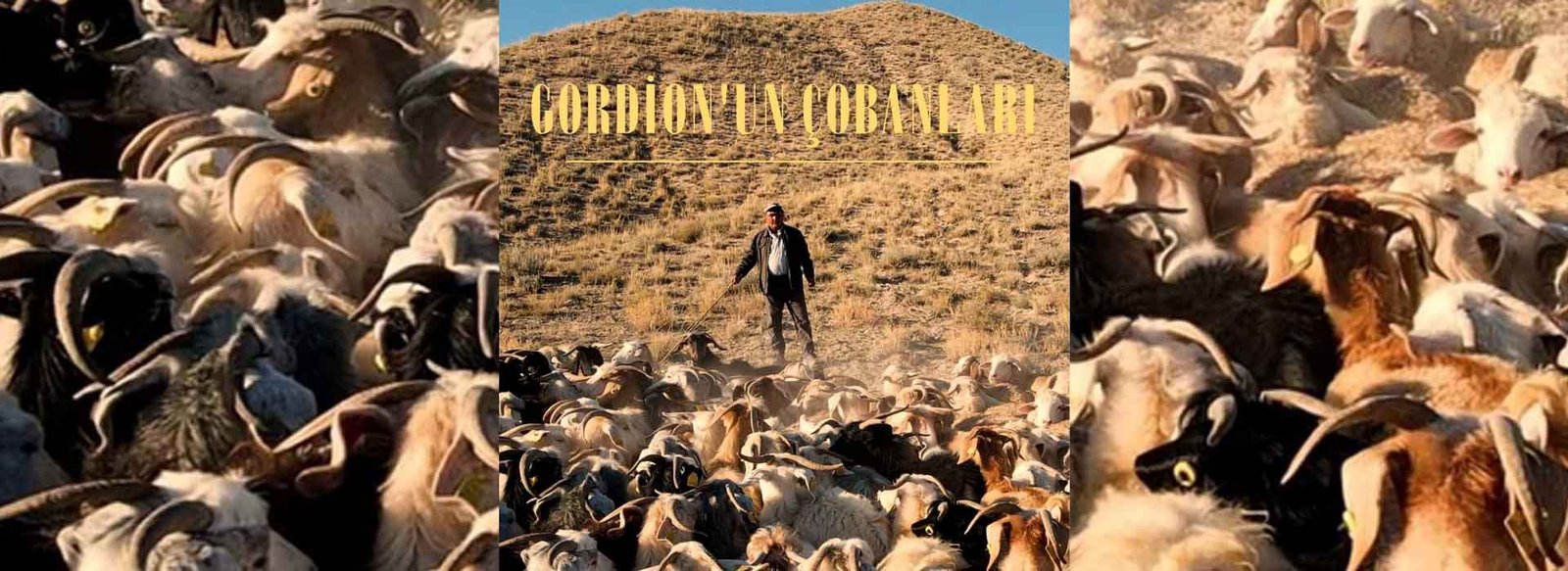 Gordion’un Çobanları – vekam Özel Ödülü 33. ankara uluslararası film festivali