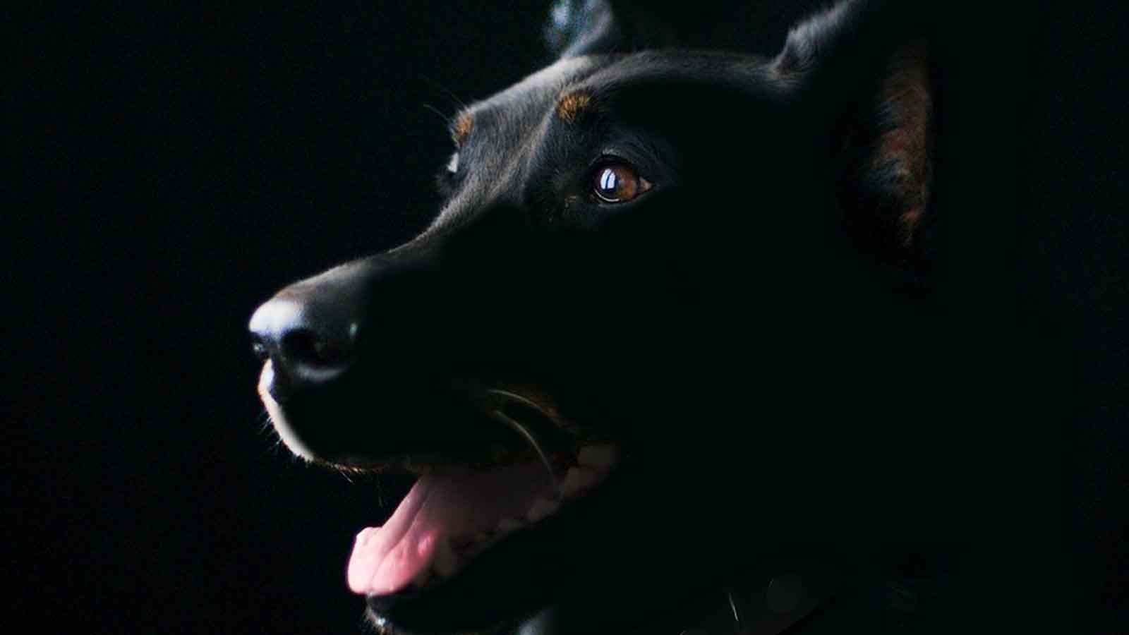 Köpek eğitiminde empati devrimini başlatan dahi sait emre güneş (1)