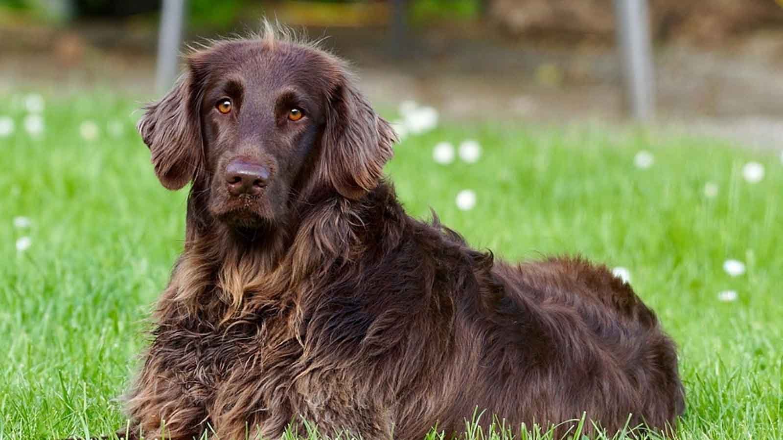 Köpeklerde kronik tetikte kalma, adrenalin fazlalığı ve hipertansiyonun fizyolojik etkileri sait emre güneş (1)