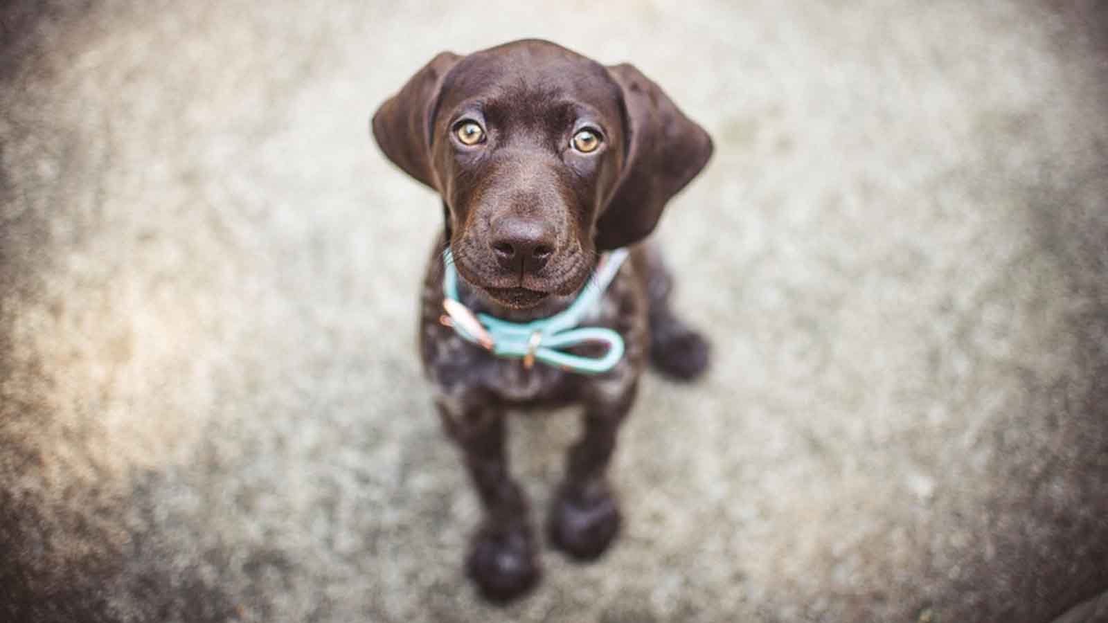 Köpeklerde kronik tetikte kalma, adrenalin fazlalığı ve hipertansiyonun fizyolojik etkileri sait emre güneş (2)