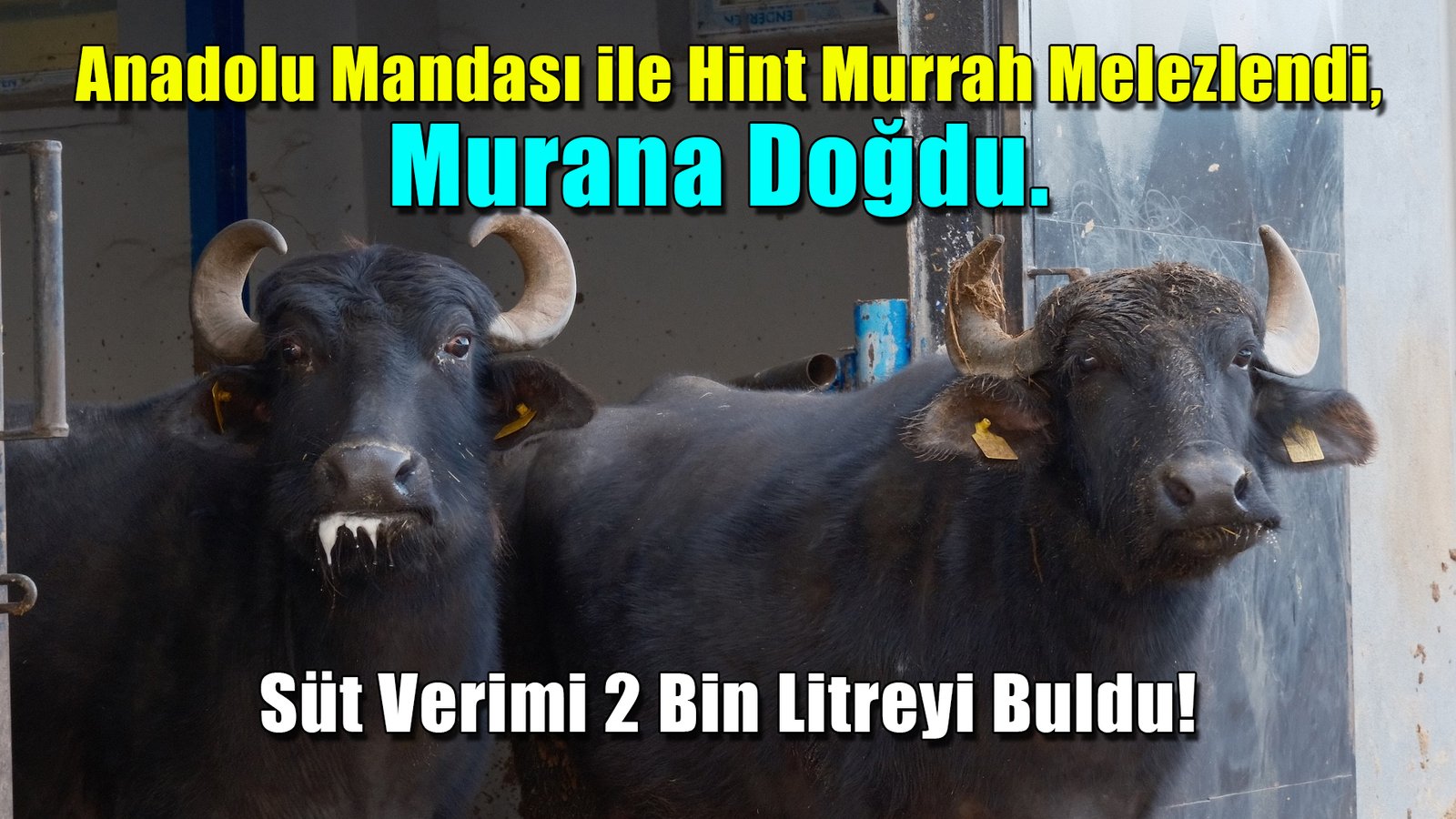 Anadolu Mandası ile Hint Murrah Melezlendi, Murana Doğdu. Süt Verimi 2 Bin Litreyi Buldu!