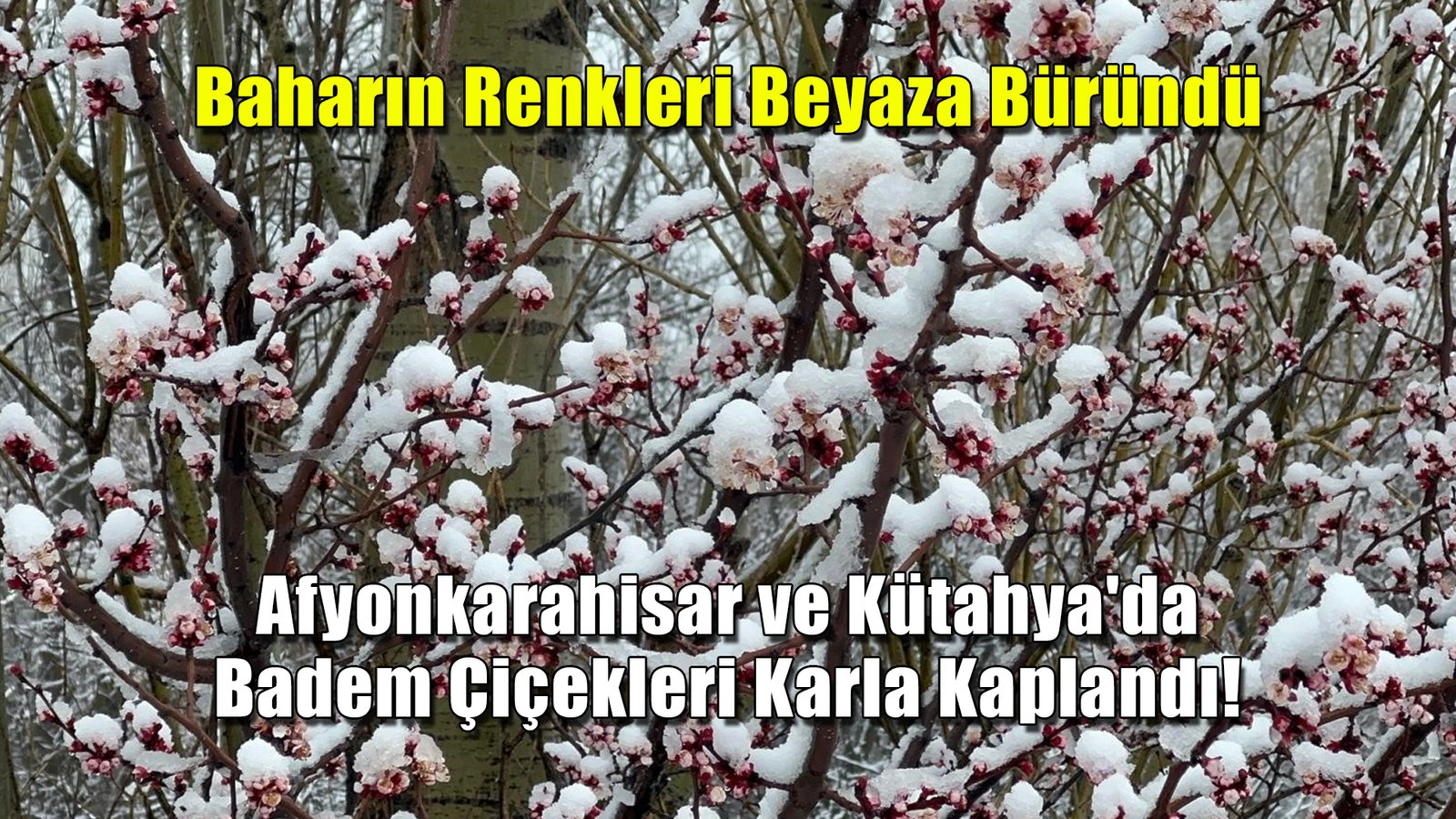 Baharın Renkleri Beyaza Büründü Afyonkarahisar ve Kütahya'da Badem Çiçekleri Karla Kaplandı!