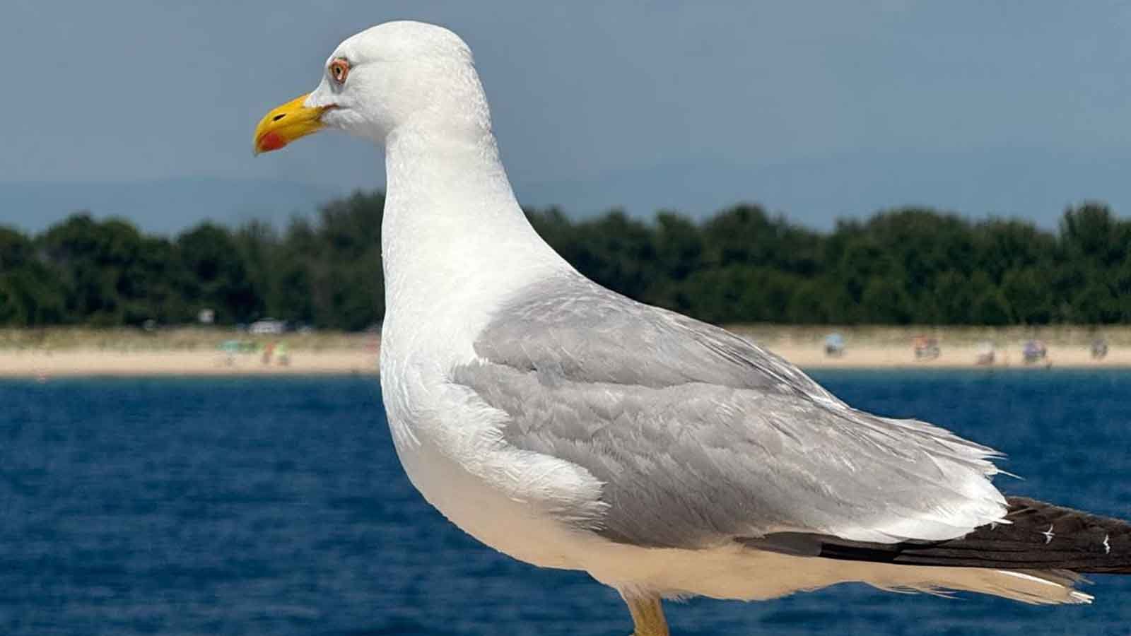 Ege'nin Yeşil Sığınağı Thassos Adası'nda Sakin ve Huzurlu İki Gün